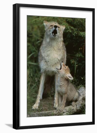 Coyote and Her Pup-DLILLC-Framed Photographic Print