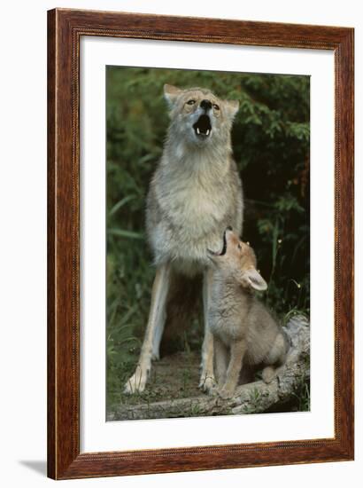 Coyote and Her Pup-DLILLC-Framed Photographic Print