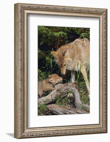 Coyote and Her Pup-DLILLC-Framed Photographic Print