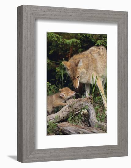 Coyote and Her Pup-DLILLC-Framed Photographic Print