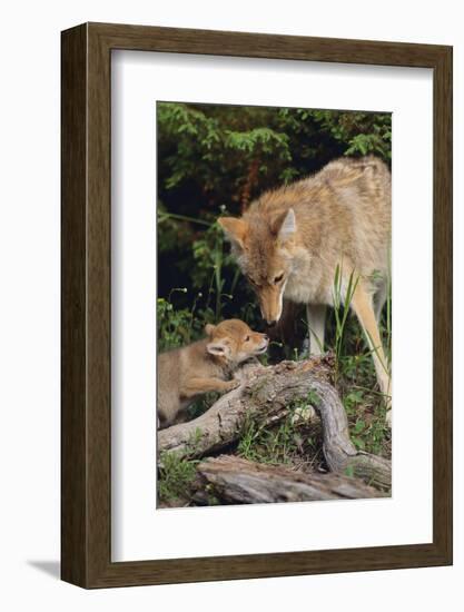 Coyote and Her Pup-DLILLC-Framed Photographic Print