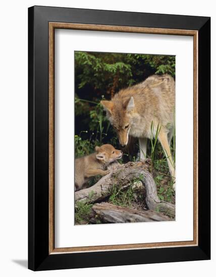 Coyote and Her Pup-DLILLC-Framed Photographic Print