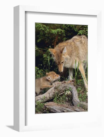 Coyote and Her Pup-DLILLC-Framed Photographic Print