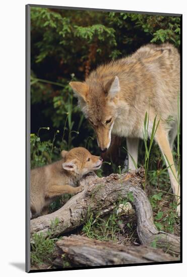 Coyote and Her Pup-DLILLC-Mounted Photographic Print