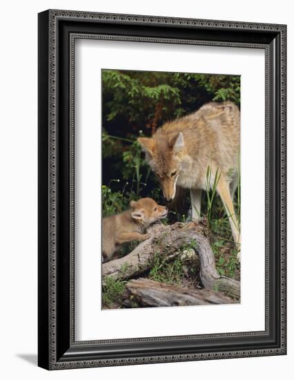 Coyote and Her Pup-DLILLC-Framed Photographic Print