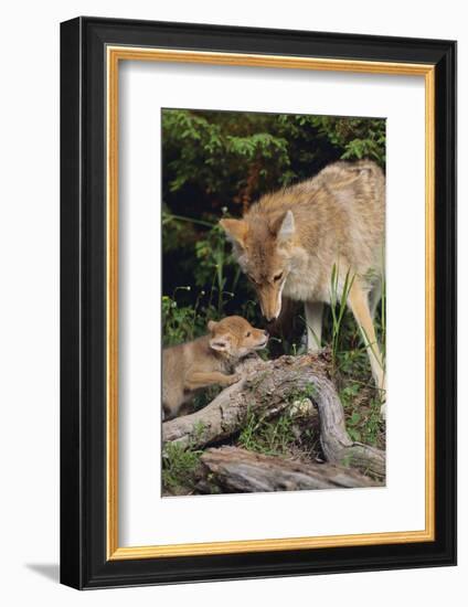 Coyote and Her Pup-DLILLC-Framed Photographic Print