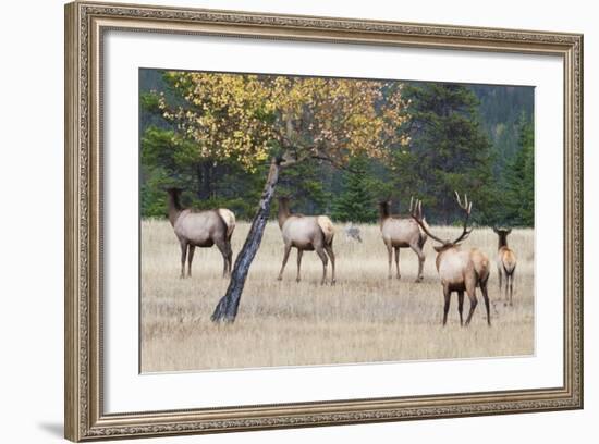 Coyote and Herd of Elk-Ken Archer-Framed Photographic Print