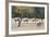 Coyote and Herd of Elk-Ken Archer-Framed Photographic Print