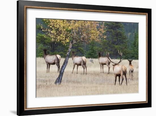 Coyote and Herd of Elk-Ken Archer-Framed Photographic Print