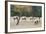 Coyote and Herd of Elk-Ken Archer-Framed Photographic Print