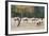 Coyote and Herd of Elk-Ken Archer-Framed Photographic Print