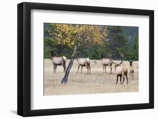 Coyote and Herd of Elk-Ken Archer-Framed Photographic Print