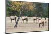 Coyote and Herd of Elk-Ken Archer-Mounted Photographic Print