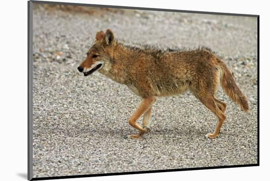 Coyote at Badwater Basin, Death Valley NP, Mojave Desert, California-David Wall-Mounted Photographic Print