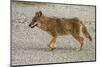 Coyote at Badwater Basin, Death Valley NP, Mojave Desert, California-David Wall-Mounted Photographic Print