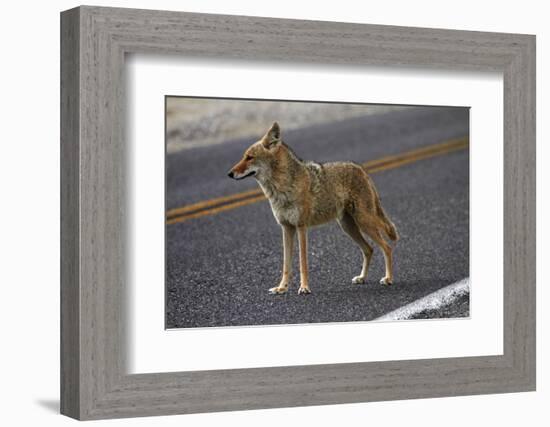 Coyote at Badwater Basin, Death Valley NP, Mojave Desert, California-David Wall-Framed Photographic Print