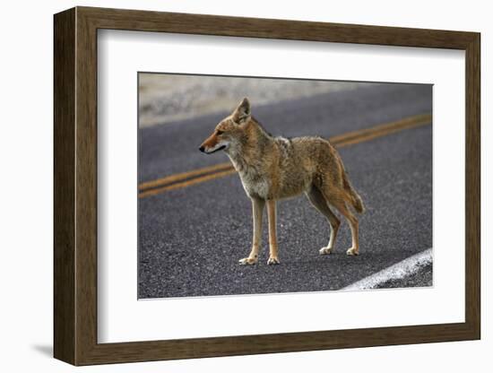 Coyote at Badwater Basin, Death Valley NP, Mojave Desert, California-David Wall-Framed Photographic Print