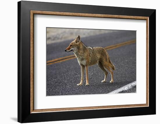 Coyote at Badwater Basin, Death Valley NP, Mojave Desert, California-David Wall-Framed Photographic Print