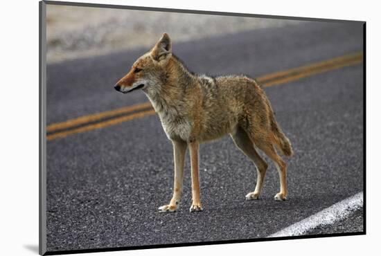 Coyote at Badwater Basin, Death Valley NP, Mojave Desert, California-David Wall-Mounted Photographic Print