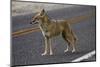 Coyote at Badwater Basin, Death Valley NP, Mojave Desert, California-David Wall-Mounted Photographic Print