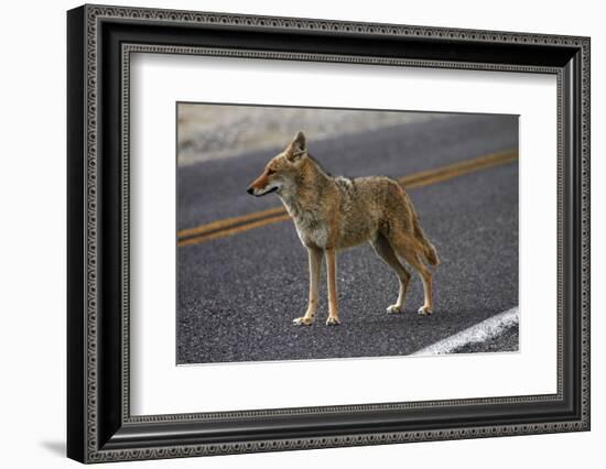 Coyote at Badwater Basin, Death Valley NP, Mojave Desert, California-David Wall-Framed Photographic Print