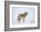 Coyote (Canis Latrans) in the Snow-James Hager-Framed Photographic Print