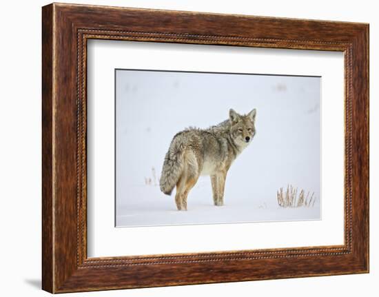 Coyote (Canis Latrans) in the Snow-James Hager-Framed Photographic Print