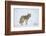 Coyote (Canis Latrans) in the Snow-James Hager-Framed Photographic Print