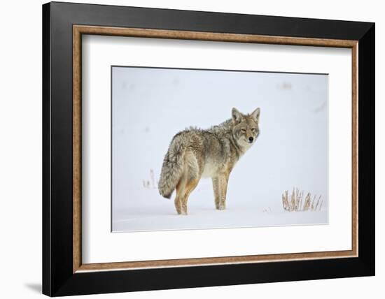Coyote (Canis Latrans) in the Snow-James Hager-Framed Photographic Print