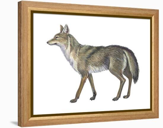 Coyote (Canis Latrans), Mammals-Encyclopaedia Britannica-Framed Stretched Canvas