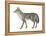 Coyote (Canis Latrans), Mammals-Encyclopaedia Britannica-Framed Stretched Canvas