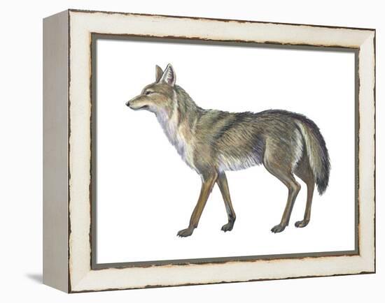 Coyote (Canis Latrans), Mammals-Encyclopaedia Britannica-Framed Stretched Canvas