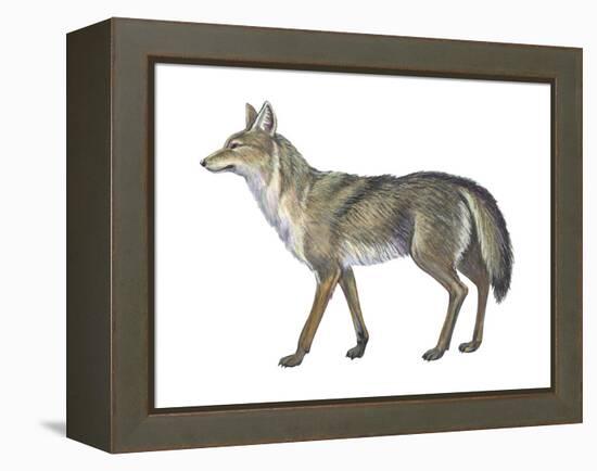 Coyote (Canis Latrans), Mammals-Encyclopaedia Britannica-Framed Stretched Canvas