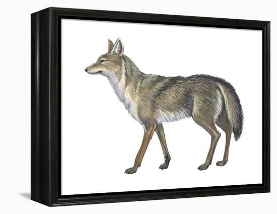 Coyote (Canis Latrans), Mammals-Encyclopaedia Britannica-Framed Stretched Canvas