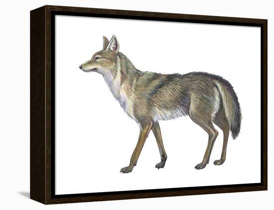 Coyote (Canis Latrans), Mammals-Encyclopaedia Britannica-Framed Stretched Canvas