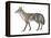 Coyote (Canis Latrans), Mammals-Encyclopaedia Britannica-Framed Stretched Canvas