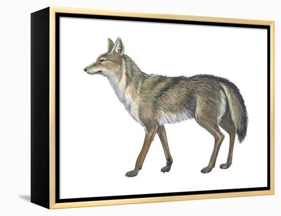 Coyote (Canis Latrans), Mammals-Encyclopaedia Britannica-Framed Stretched Canvas