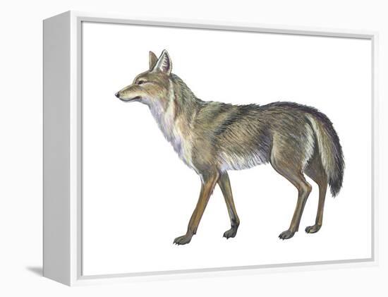 Coyote (Canis Latrans), Mammals-Encyclopaedia Britannica-Framed Stretched Canvas