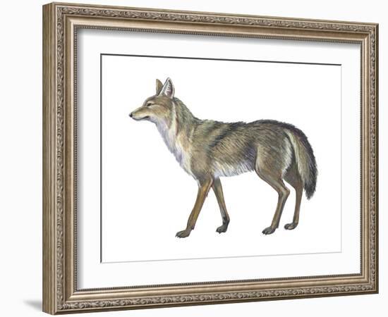 Coyote (Canis Latrans), Mammals-Encyclopaedia Britannica-Framed Art Print