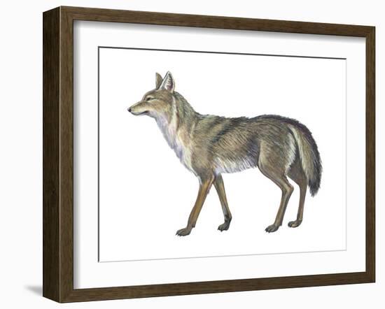 Coyote (Canis Latrans), Mammals-Encyclopaedia Britannica-Framed Art Print