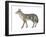 Coyote (Canis Latrans), Mammals-Encyclopaedia Britannica-Framed Art Print