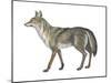 Coyote (Canis Latrans), Mammals-Encyclopaedia Britannica-Mounted Art Print