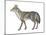 Coyote (Canis Latrans), Mammals-Encyclopaedia Britannica-Mounted Art Print