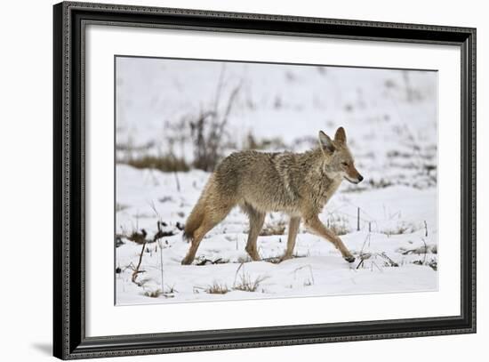 Coyote (Canis Latrans) on the Snow in the Spring-James Hager-Framed Photographic Print