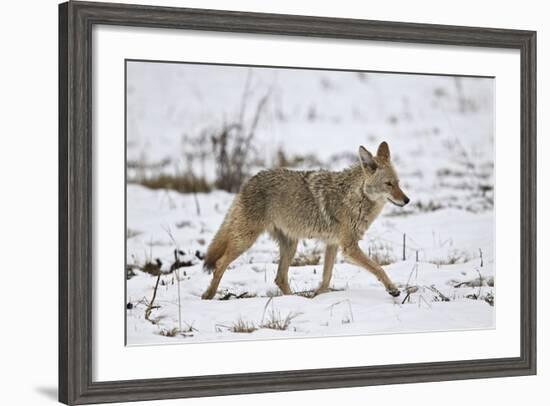 Coyote (Canis Latrans) on the Snow in the Spring-James Hager-Framed Photographic Print