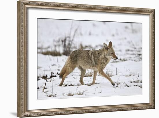 Coyote (Canis Latrans) on the Snow in the Spring-James Hager-Framed Photographic Print