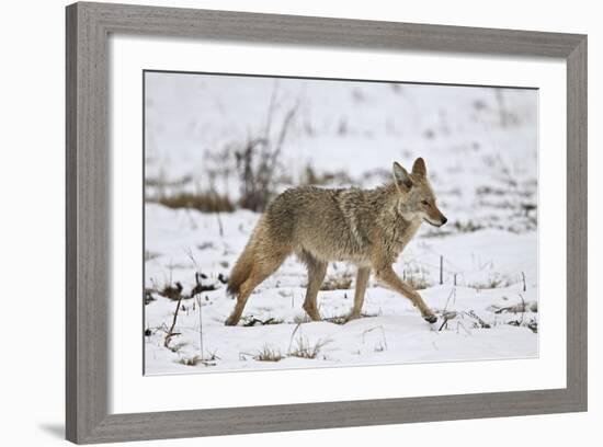 Coyote (Canis Latrans) on the Snow in the Spring-James Hager-Framed Photographic Print