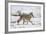 Coyote (Canis Latrans) on the Snow in the Spring-James Hager-Framed Photographic Print