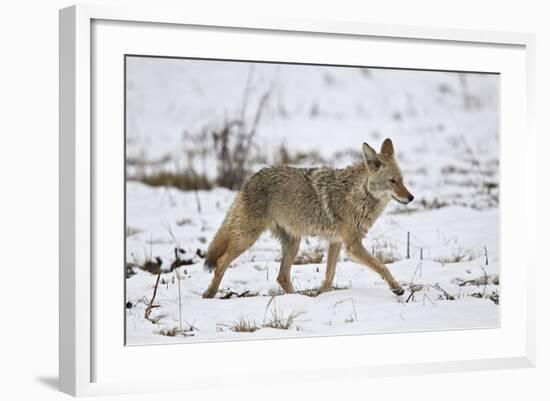 Coyote (Canis Latrans) on the Snow in the Spring-James Hager-Framed Photographic Print