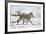 Coyote (Canis Latrans) on the Snow in the Spring-James Hager-Framed Photographic Print